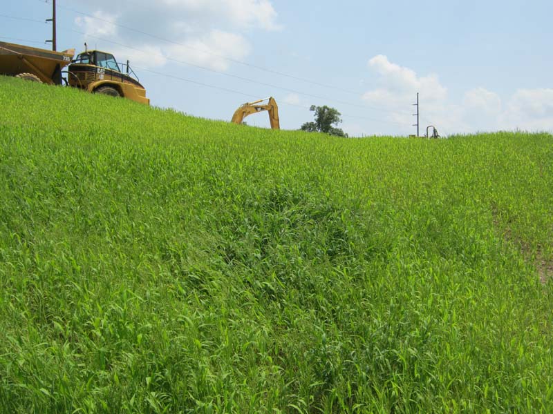 erosion pros temporary vegetation installed to control sediment